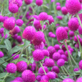 Top quality tropial ornamental plant purple color tall Globe amaranth seeds for sale